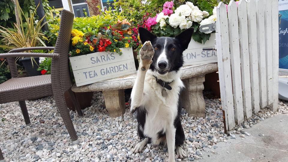 A dog photographed outside Sara's Tea Garden