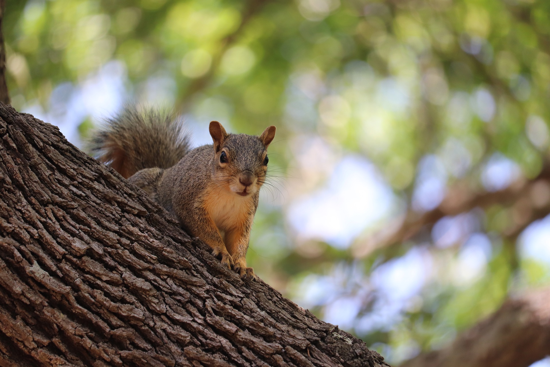 Squirrel Hadleigh Great Wood