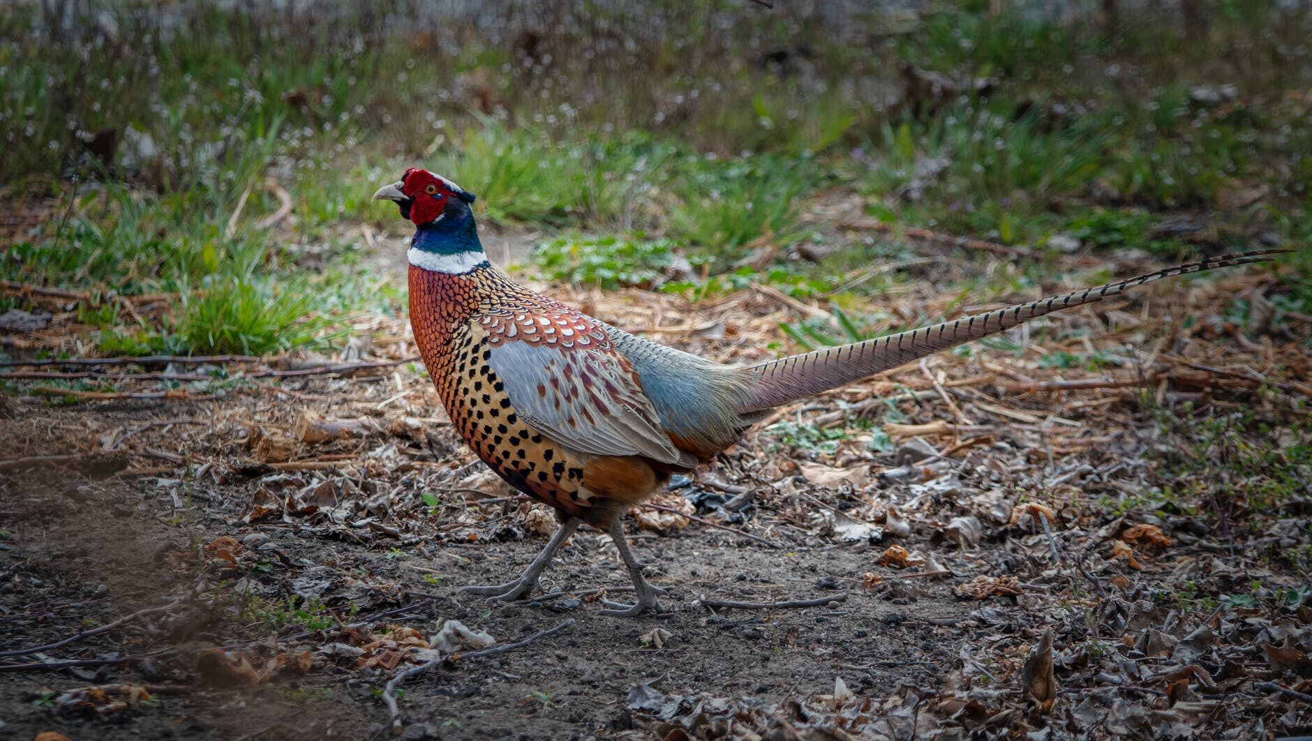 Pheasant near grass